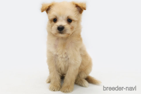 成約済の神奈川県のミックス犬-313033